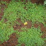 Asian Ponysfoot (Dichondra Micrantha) 40 seeds