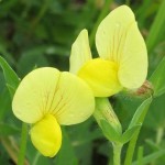 Asparagus Pea (Lotus Tetragonolobus) 20 seeds