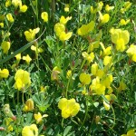 Asparagus Pea (Lotus Tetragonolobus) 10 seeds