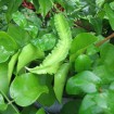 Asparagus Pea (Lotus Tetragonolobus) 10 seeds