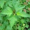 Atlanta Ninebark (Physocarpus Opulifolius) 25 seeds