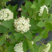 Atlanta Ninebark (Physocarpus Opulifolius) 50 seeds