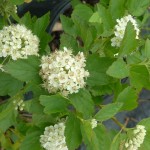 Atlanta Ninebark (Physocarpus Opulifolius) 25 seeds