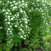 Atlanta Ninebark (Physocarpus Opulifolius) 100 seeds