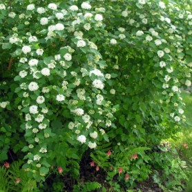 Atlanta Ninebark (Physocarpus Opulifolius) 50 seeds