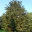 Atlas Cedar (Cedrus Atlantica) 10 seeds