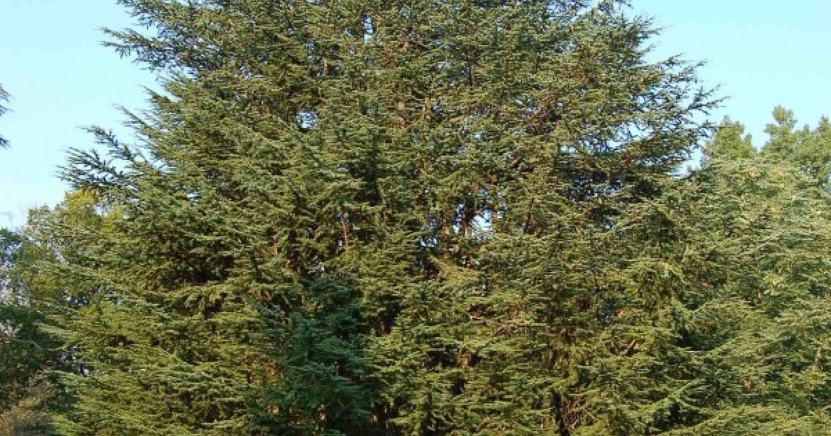Buy Atlas Cedar (Cedrus Atlantica) 10 seeds online Seeds