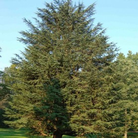 Atlas Cedar (Cedrus Atlantica) 10 seeds