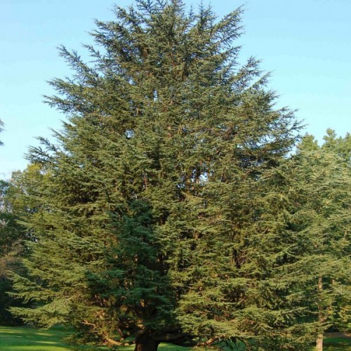 Atlas Cedar (Cedrus Atlantica) 5 seeds