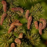 Atlas Cedar (Cedrus Atlantica) 5 seeds