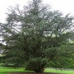 Atlas Cedar (Cedrus Atlantica) 10 seeds