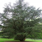 Atlas Cedar (Cedrus Atlantica) 5 seeds