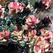 Gray Sage Brush (Atriplex Canescens) 100 seeds