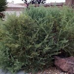 Gray Sage Brush (Atriplex Canescens) 100 seeds