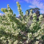 Gray Sage Brush (Atriplex Canescens) 15 seeds