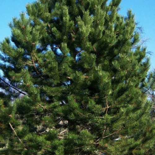 Austrian Pine (Pinus Nigra Austriaca) 10 seeds