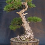 Austrian Pine (Pinus Nigra Austriaca) 10 seeds