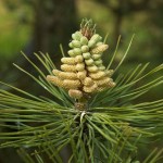 Austrian Pine (Pinus Nigra Austriaca) 10 seeds