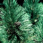 Austrian Pine (Pinus Nigra Austriaca) 10 seeds