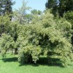 Autumn Olive (Elaeagnus Umbellata) 10 seeds