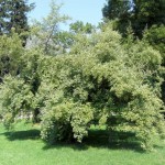 Autumn Olive (Elaeagnus Umbellata) 20 seeds