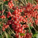 Autumn Olive (Elaeagnus Umbellata) 20 seeds