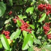 Autumn Olive (Elaeagnus Umbellata) 5 seeds