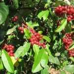 Autumn Olive (Elaeagnus Umbellata) 20 seeds