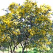 Bailey Acacia (Acacia Baileyana) 25 seeds