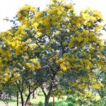 Bailey Acacia (Acacia Baileyana) 10 seeds