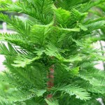 Bald Cypress Northern (Taxodium Distichum) 30 seeds