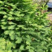 Bald Cypress Northern (Taxodium Distichum) 5 seeds