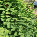 Bald Cypress Northern (Taxodium Distichum) 30 seeds