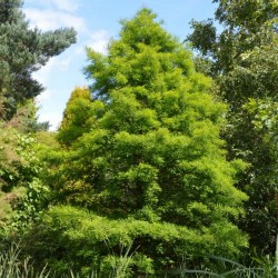 Bald Cypress Northern (Taxodium Distichum) 10 seeds