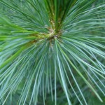 Balkan Pine (Pinus Peuce / excelsa) 5 seeds