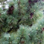 Balkan Pine (Pinus Peuce / excelsa) 10 seeds