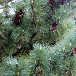 Balkan Pine (Pinus Peuce / excelsa) 5 seeds