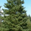 Balkan Pine (Pinus Peuce / excelsa) 5 seeds