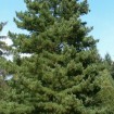 Balkan Pine (Pinus Peuce / excelsa) 10 seeds