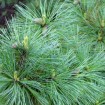 Balkan Pine (Pinus Peuce / excelsa) 10 seeds