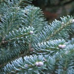 Balsam Fir (Abies Balsamea Cooks Blue) 5 seeds