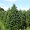 Balsam Fir (Abies Balsamea) 30 seeds