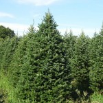 Balsam Fir (Abies Balsamea) 60 seeds