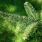 Balsam Fir (Abies Balsamea) 30 seeds