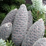 Balsam Fir (Abies Balsamea) 30 seeds