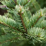 Balsam Fir (Abies Balsamea) 5 seeds