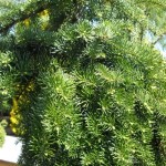 Balsam Fir (Abies Balsamea) 5 seeds