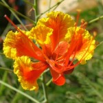 Barbados Pride (Poinciana Pulcherrima) 6 seeds