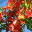 Barbados Pride (Poinciana Pulcherrima) 15 seeds