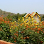 Barbados Pride (Poinciana Pulcherrima) 6 seeds